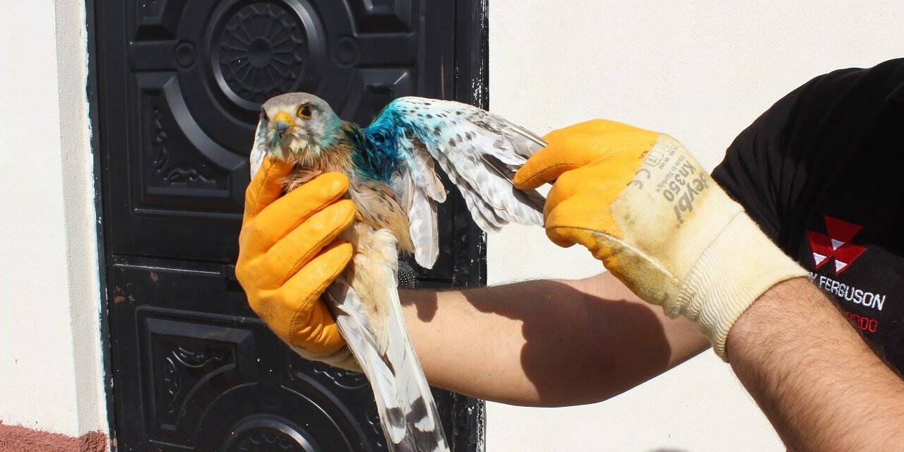 Karapınar'da bulunan yaralı şahin, tedavisinin ardından doğaya salındı