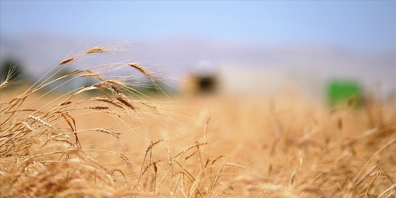 Buğdayda bu sezon rekolte beklentisi 19 milyon ton