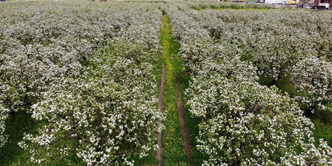 Dünyanın ayva merkezinde dallar altın sarısı çiçek açtı