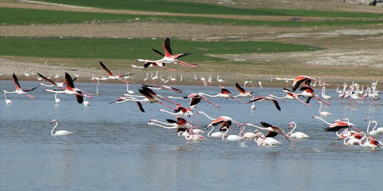 Kuş cenneti Tuz Gölü'nün misafir flamingoları evlerine gelmeye başladı