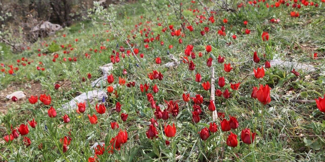 Toros dağlarının dağ laleleri görsel şölen sunuyor