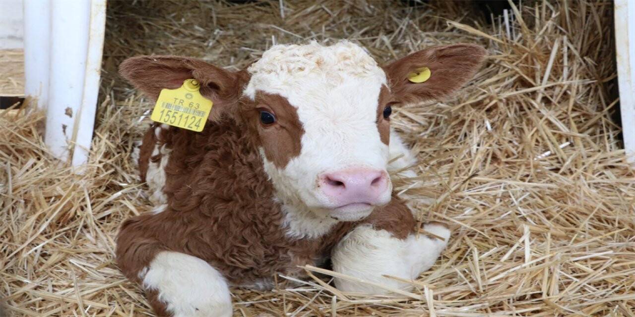 Konyalı hayvan yetiştiricilerine 77 Milyon Tl’lik Destek