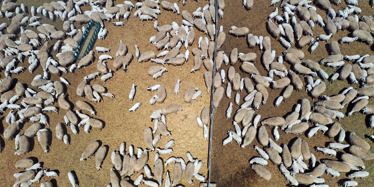 Konya'da binlerce kuzunun 'süt koşusu' renkli görüntülere sahne oldu