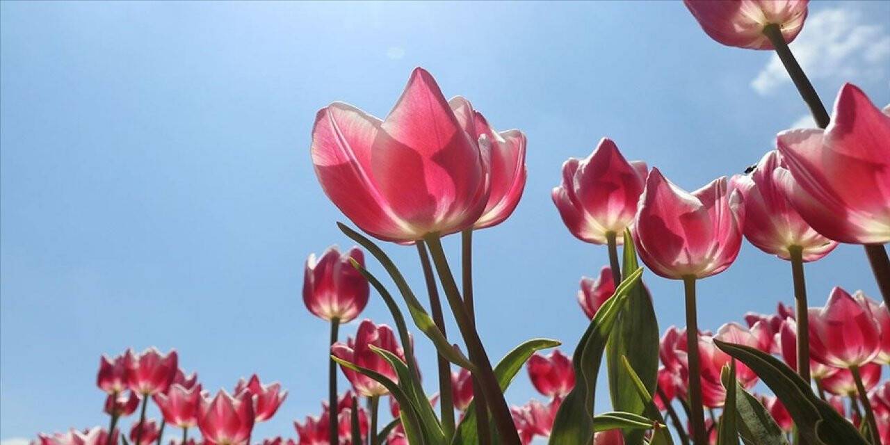 Üretilen laleler 11 ülkede park ve bahçeleri süslüyor