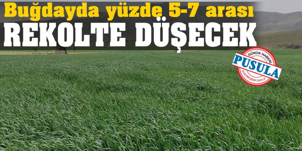 Buğdayda yüzde 5-7 arası rekolte düşecek