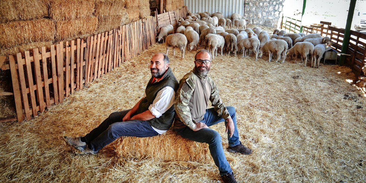 Kariyerlerini bırakıp Konya'ya dönen iki kardeş, kurdukları çiftlikte 800 hayvanlı sürünün sahibi oldular