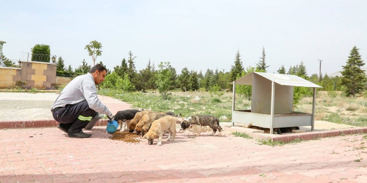 Başkan Kavuş: Sokaklardaki can dostlarımızı unutmayalım