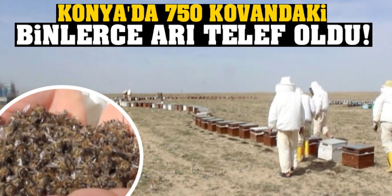 Konya'da 750 kovandaki binlerce arı telef oldu!