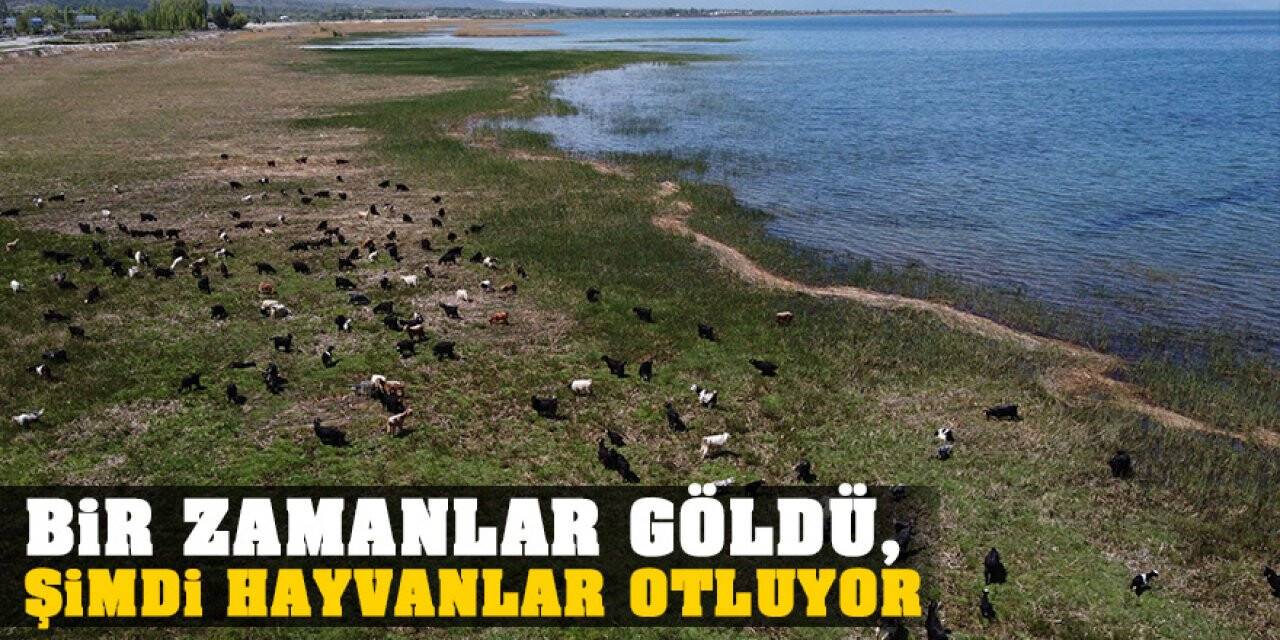 Bir zamanlar göldü, şimdi hayvanlar otluyor