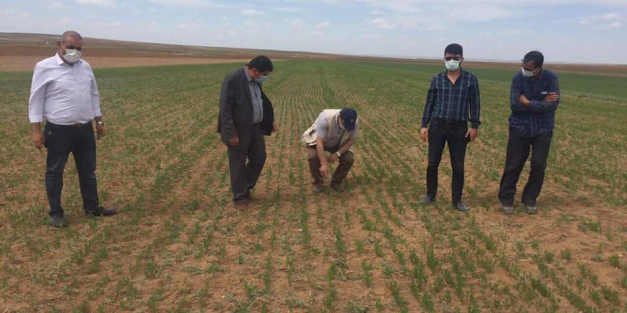 Mercimek Çıkışları İyi