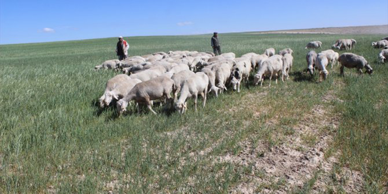Yağış gelmeyince tarlalarda koyunları otlatıyorlar