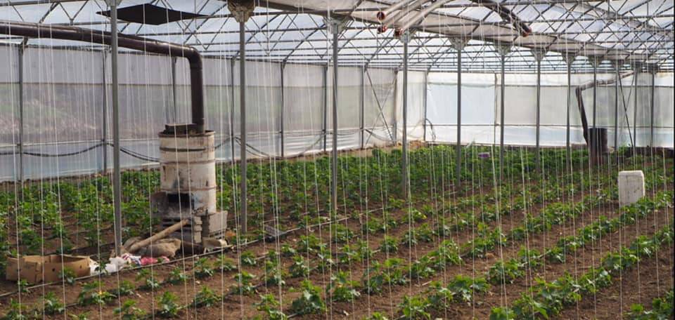 Konyalı çiftçilere hibe destekli sebze serası