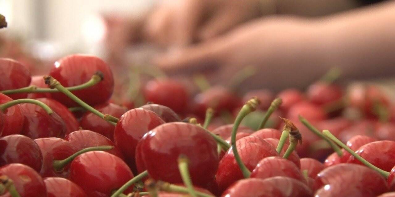 Kirazın anavatanı Kemalpaşa’da kiraz hasadı sürüyor