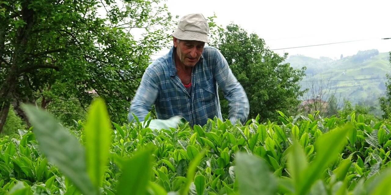 Yaş çay sezonu açıldı