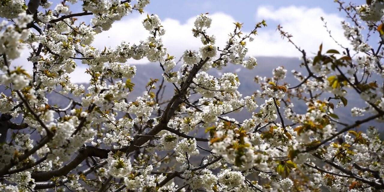 Isparta’da kiraz bahçelerinde ‘beyaz’ şölen