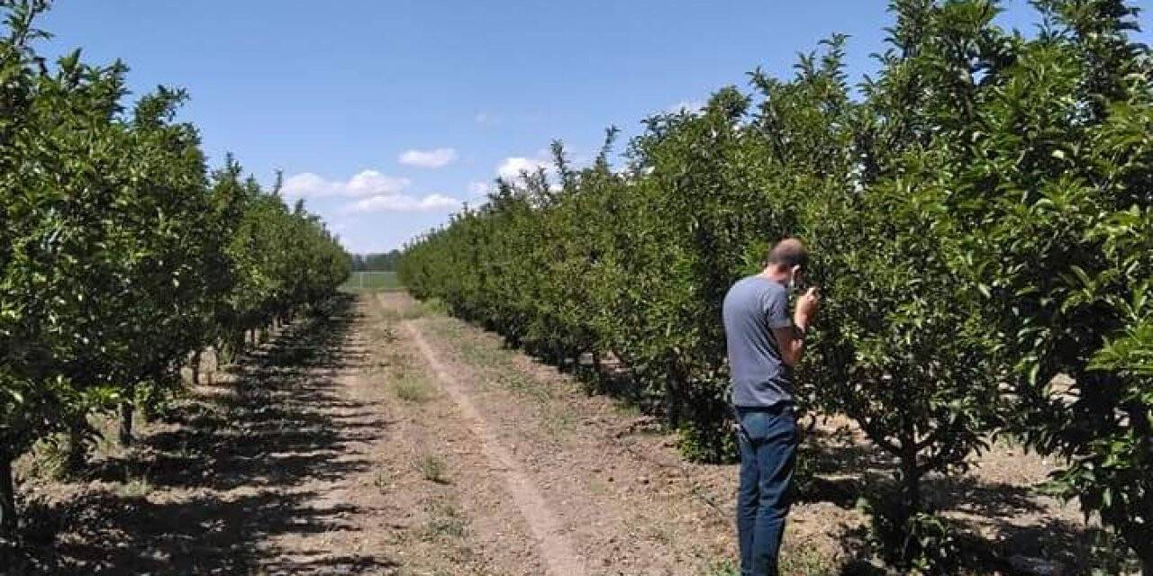 Seydişehir'de bahçelerde bitki hastalık ve zararlarına karşı kontroller yapıyor