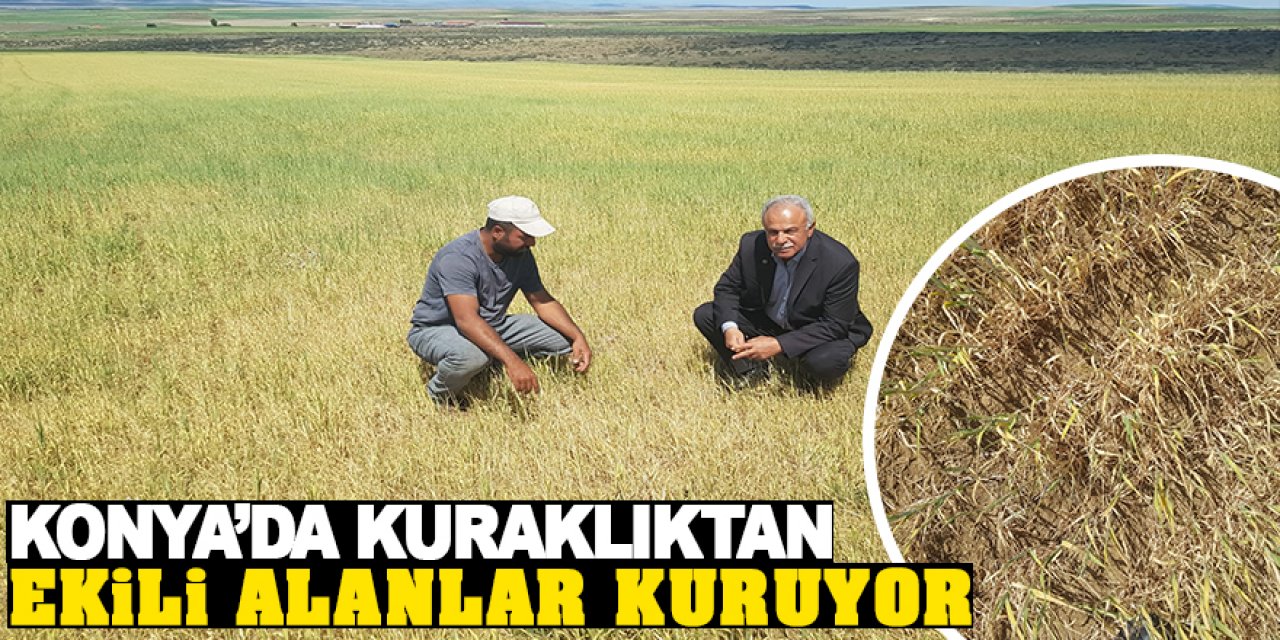 Konya'da kuraklıktan dolayı ekili alanlar kuruyor