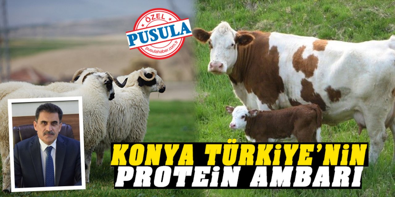 Türkiye’nin protein ambarı Konya
