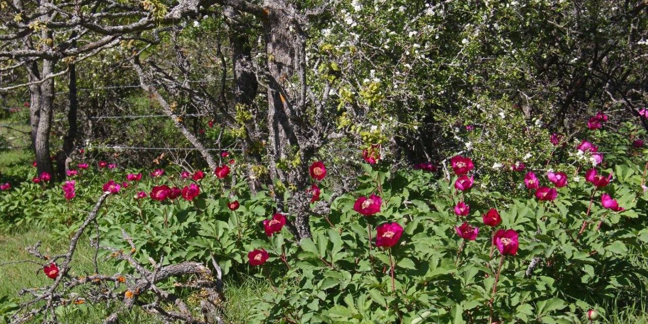 Koparana 80 bin lira ceza kesilen 'Ayı Gülü' doğaseverlerin ilgisini çekiyor