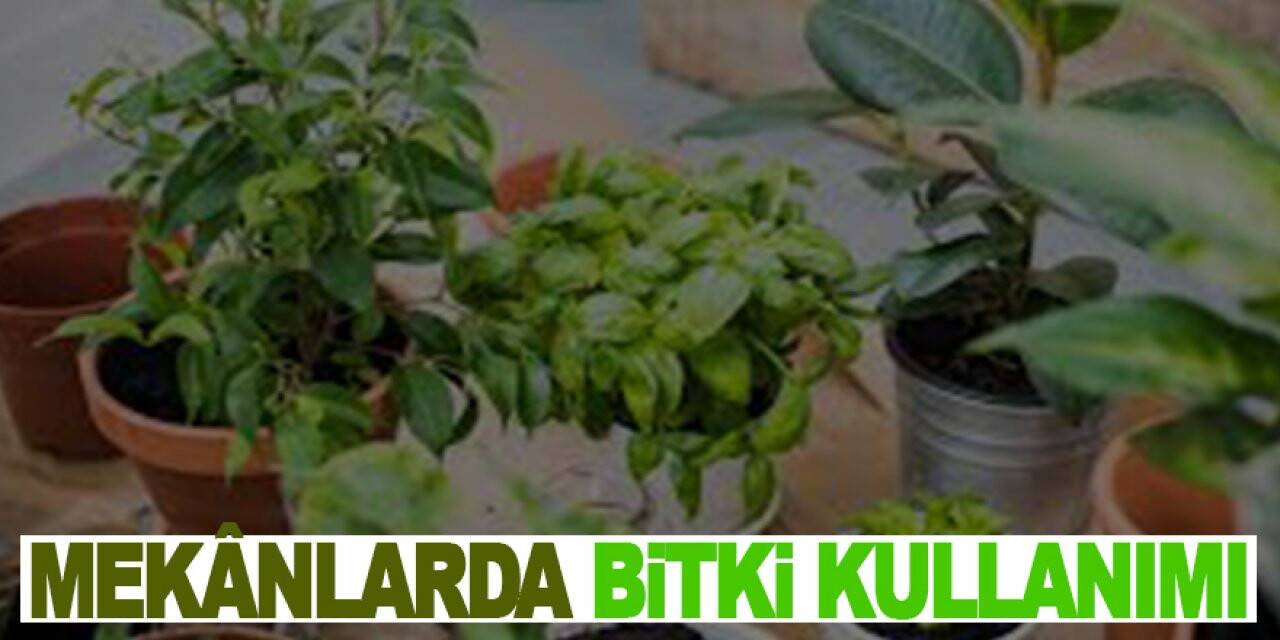 Mekânlar da bitki kullanımı