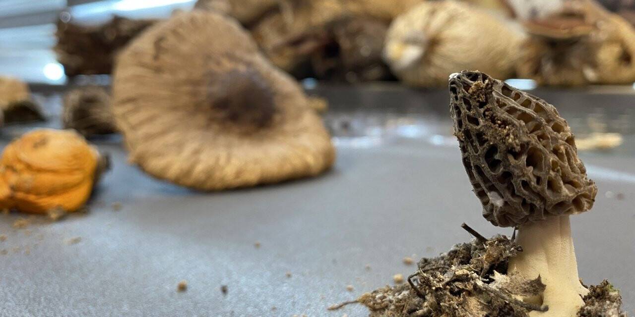 Kilosu 3 bin TL’ye satılıyor üreticisini zengin ediyor