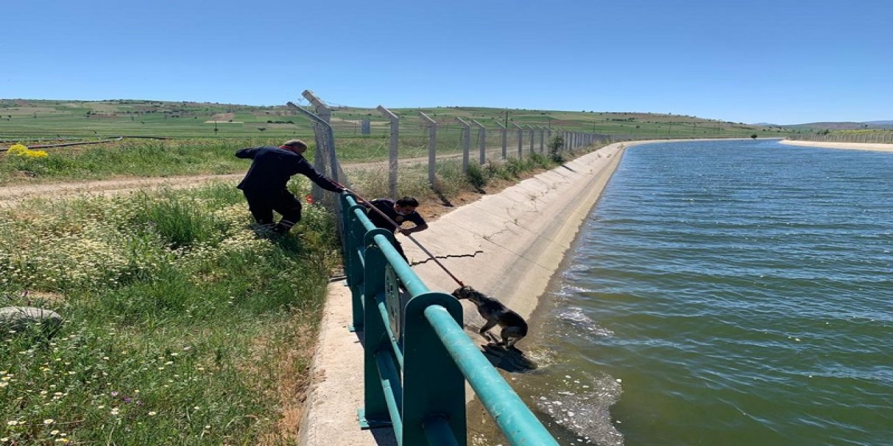 Ahırlı ilçesinde sulama kanalına düşen köpeği itfaiye kurtardı