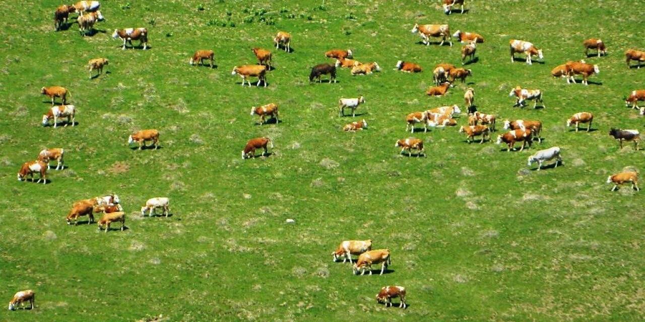 Urema yaylasında hareketlilik
