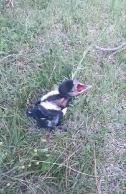 İtfaiye saksağan yavrusu için seferber oldu