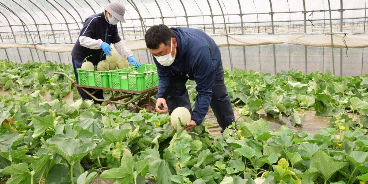 Kavun açık artırmasında dudak uçuklatan teklif
