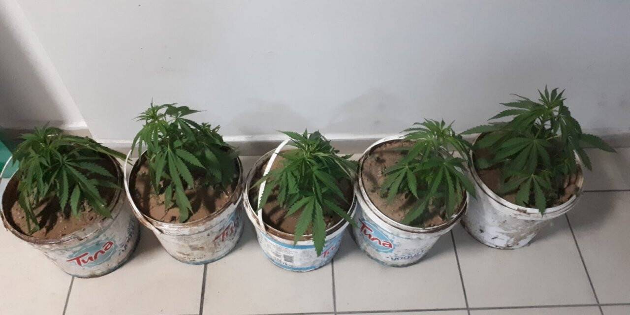 Konya'da kavga eden 7 kişiden 5 saksı esrar yakalandı