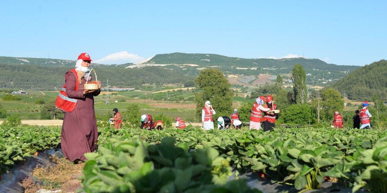Bakan Pakdemirli, Yayladağı’nda çilek hasadına katıldı
