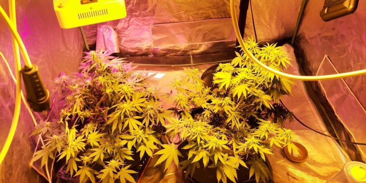 Konya'da uyuşturucu operasyonu! Balkonu ve bez dolabı kenevir serasına çevirdiler