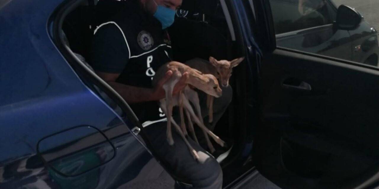 Polisin durdurduğu otomobilden ceylan yavruları çıktı