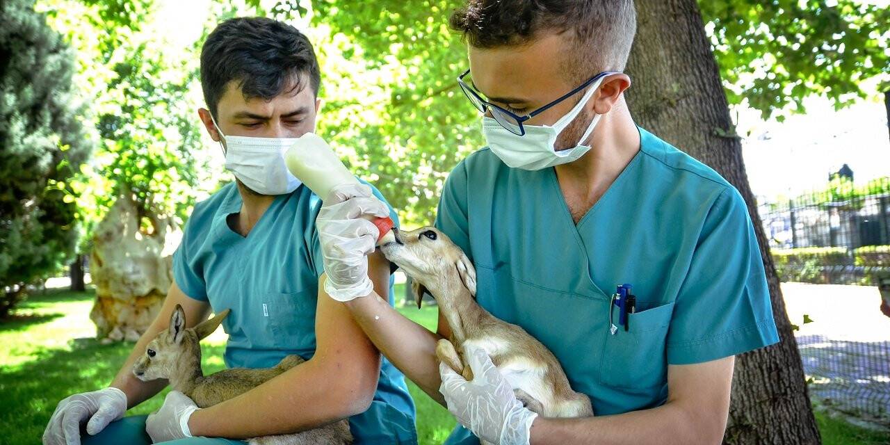 Yavru ceylanlara bebek gibi bakılıyor