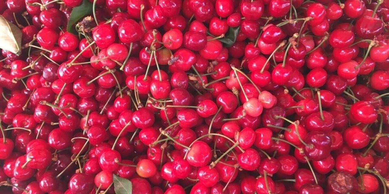 Yazın gözdesi kiraz tezgahlarda yerini aldı