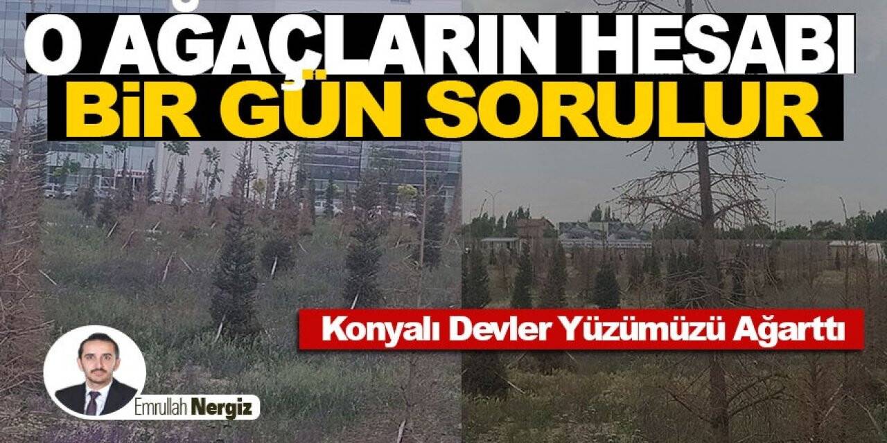 O Ağaçların Hesabı Bir Gün Sorulur