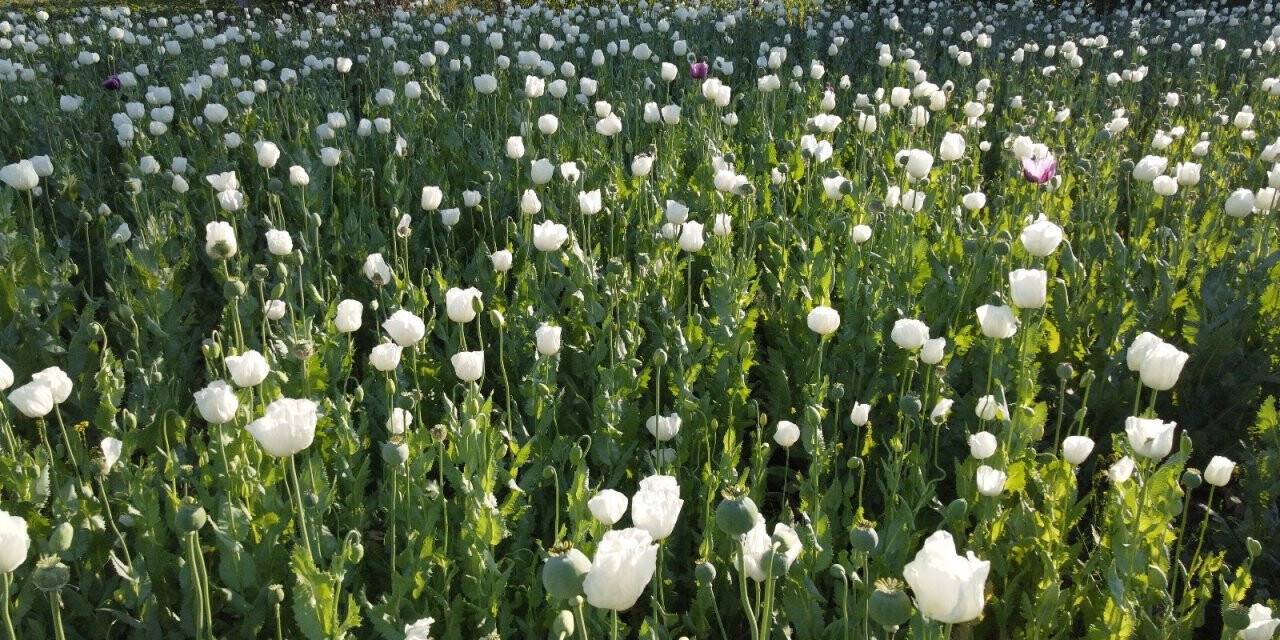 Konya'da haşhaş tarlaları çiçek açtı