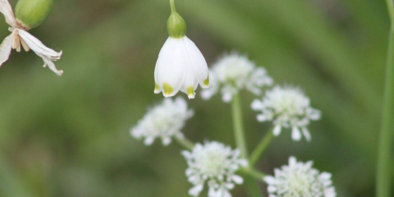 Şifa kaynağı 'göl soğanı' fotoğraf tutkunlarının ilgisini çekiyor