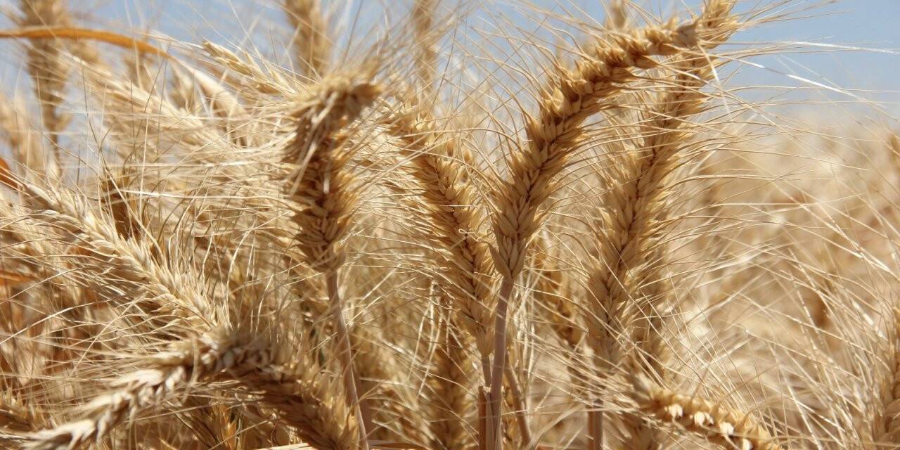 Türkiye’nin yerli tohumu Adıyaman’da üretiliyor