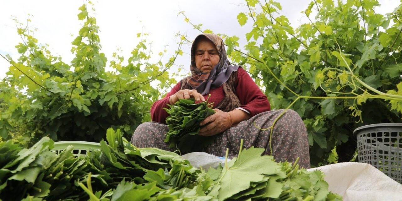 Konya'da asma yaprağı üreticiyi sevindiriyor