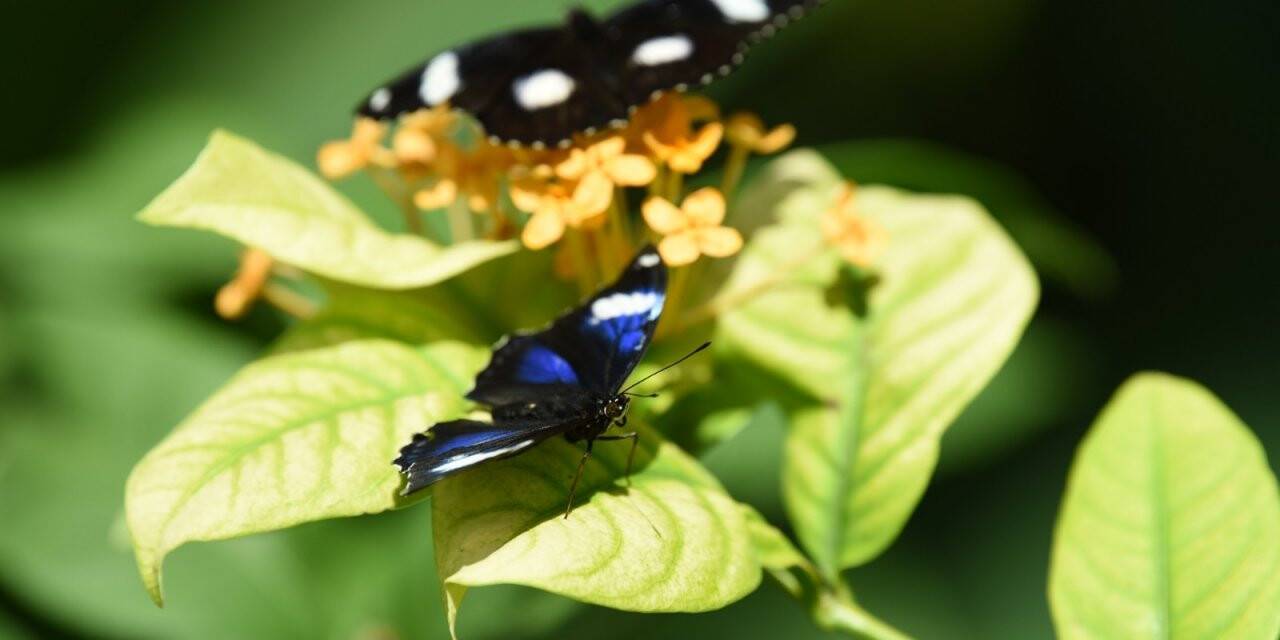 Tropikal kelebek bahçesi ziyaretçilerine kapılarını açtı