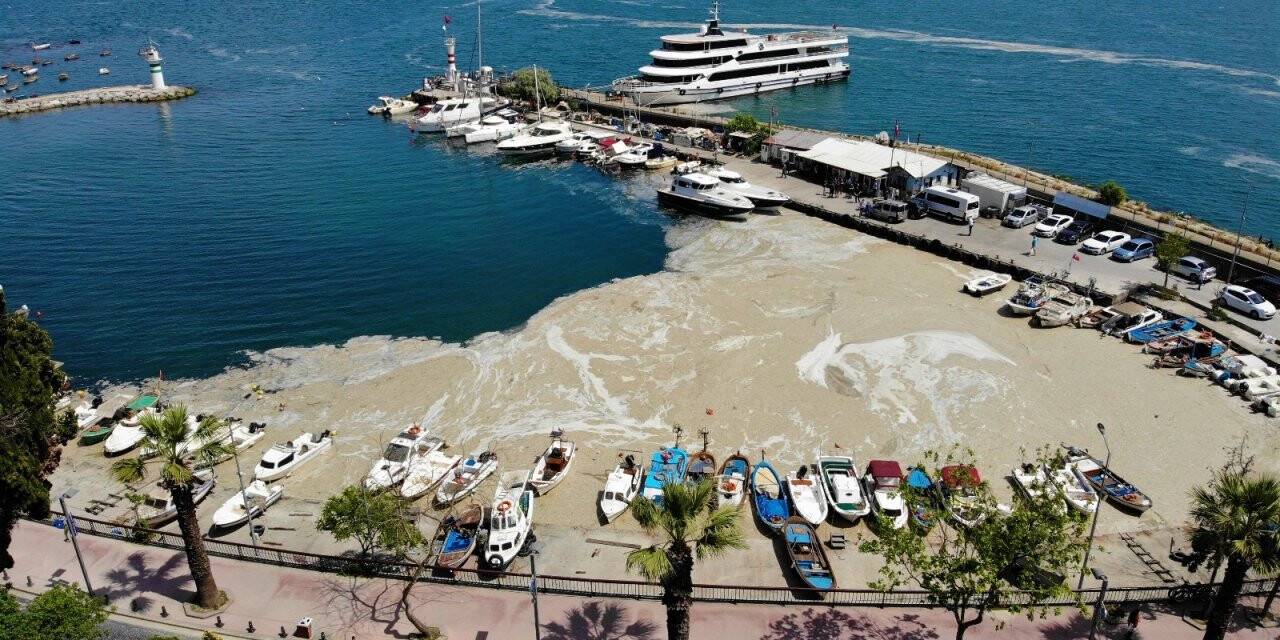 Deniz salyası ağları duman etti