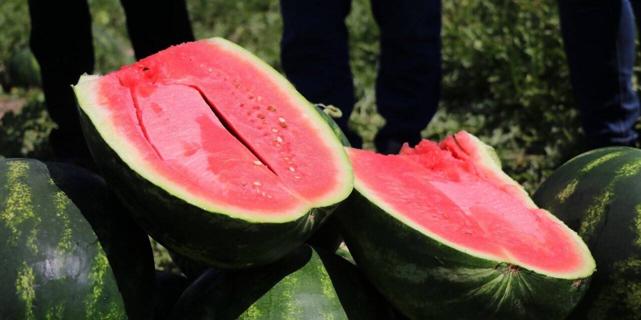 'Adana karpuzu' tarlada 50 kuruşa düştü