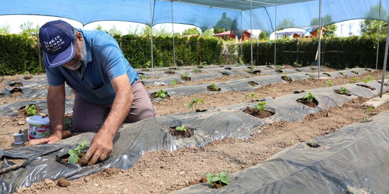 Salgın sürecinin stresini Meram Belediyesi Hobi Bahçelerinde atıyorlar