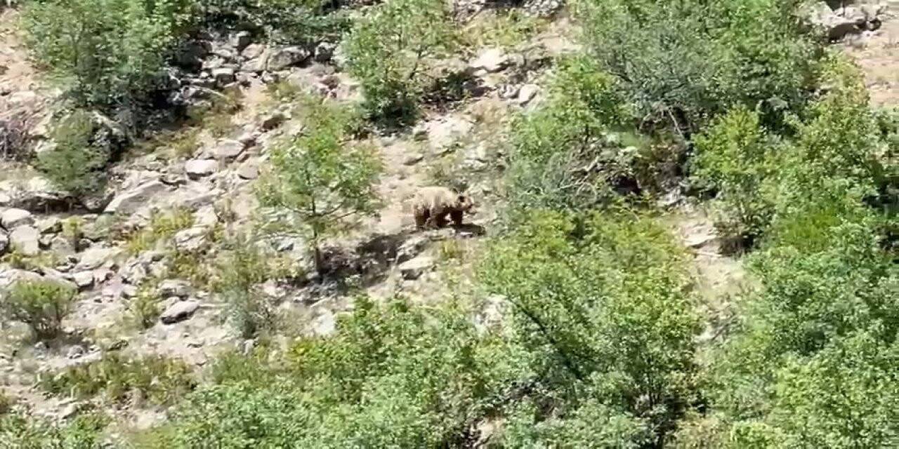 Konya’da nesli tehlike altında olan bozayı görüntülendi
