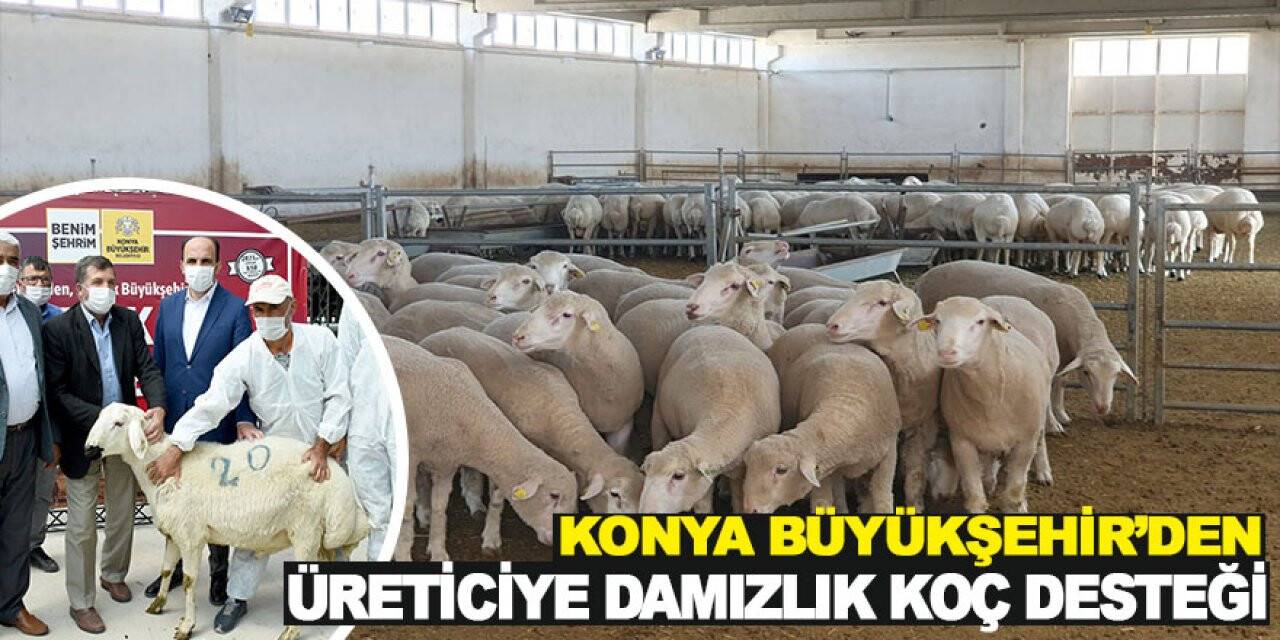 Konya Büyükşehir’den üreticiye damızlık koç desteği