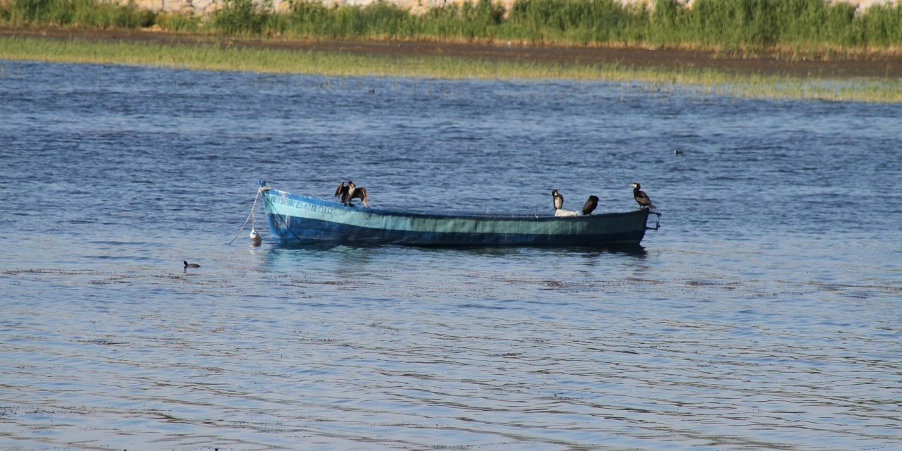 Beyşehir Gölü kıyıları, yaz mevsiminin ilk günlerinde adeta kuş cennetine döndü