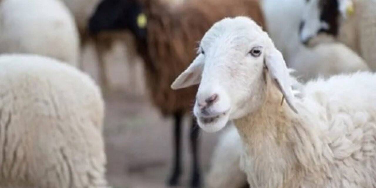 Kurban kesim fiyatları belli oldu