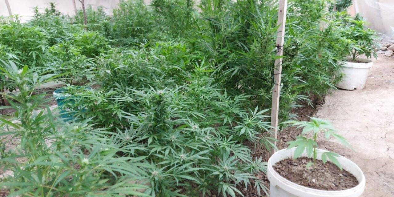 Operasyon yapılan evden kenevir serası çıktı