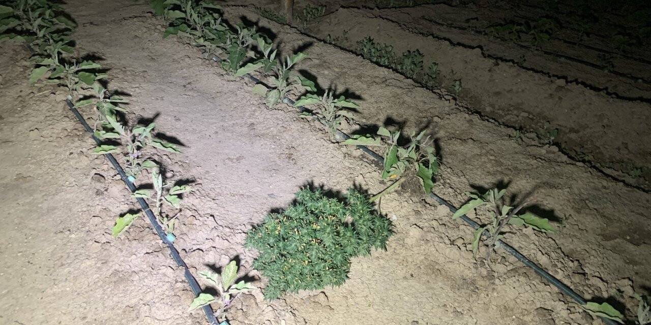 Konya'da aile içi kavgaya giden polis kenevir bahçesiyle karşılaştı